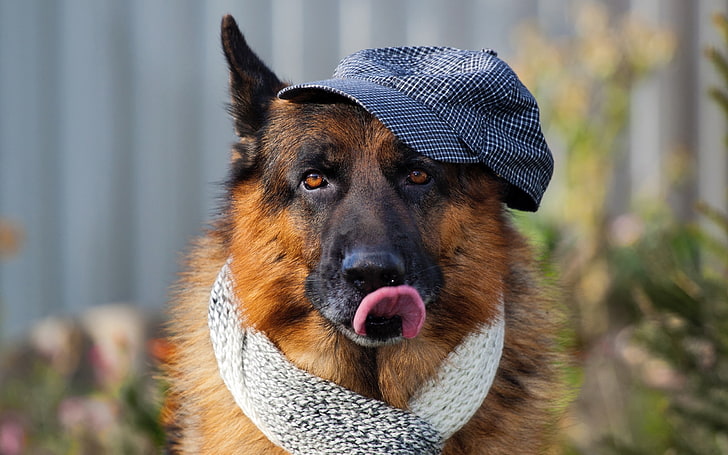 short-coated brown dog, muzzle, tongue sticking out, scarf, pets