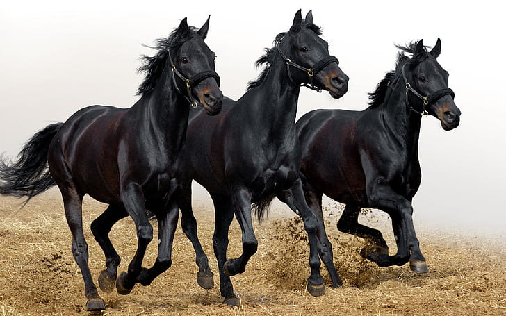 Three Black Horses, three black horses, HD wallpaper
