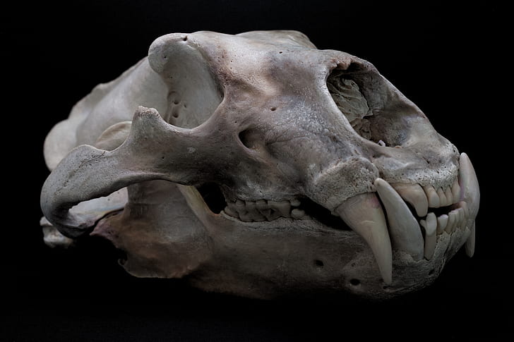polar bears, skull, black background, teeth, HD wallpaper