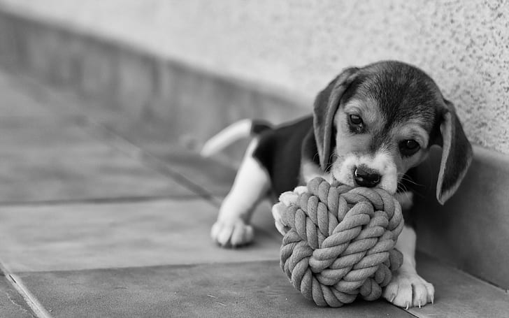 HD wallpaper: baby, beagle, dog, puppy | Wallpaper Flare