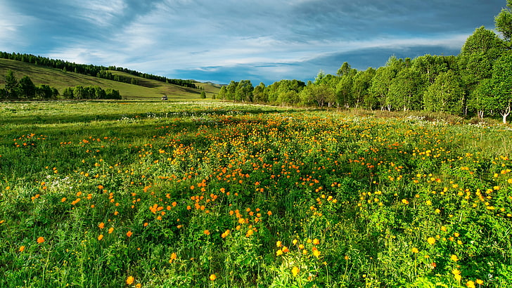 grassland, flower field, hill, wildflower, meadow, summer, summer landscape, HD wallpaper