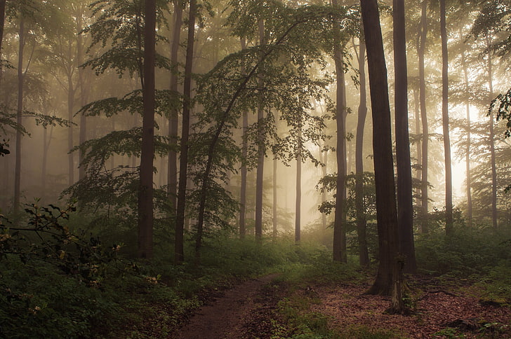 forest wallpaper, mist, tree, plant, land, fog, tranquility, beauty in nature, HD wallpaper