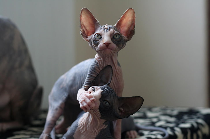 two gray-and-pink sphynx cats, mammal, one animal, domestic animals
