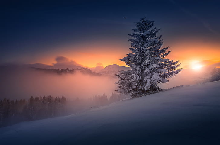 HD wallpaper: cold, snow, winter, sunlight, dark, nature, trees, sky |  Wallpaper Flare