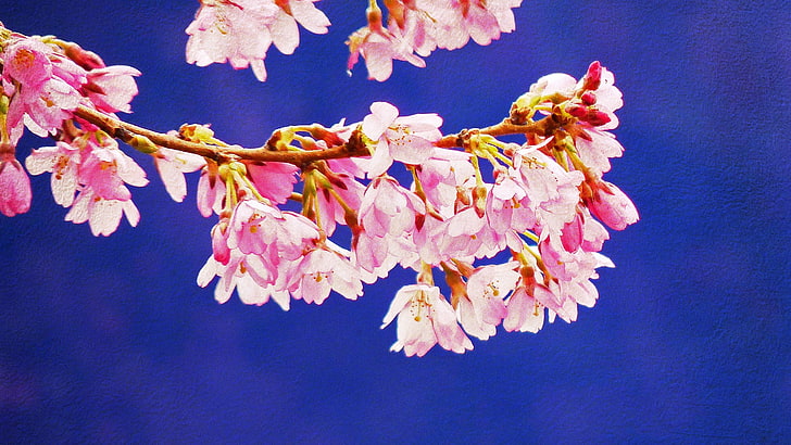 blossom, flowering plant, pink color, close-up, fragility, beauty in nature