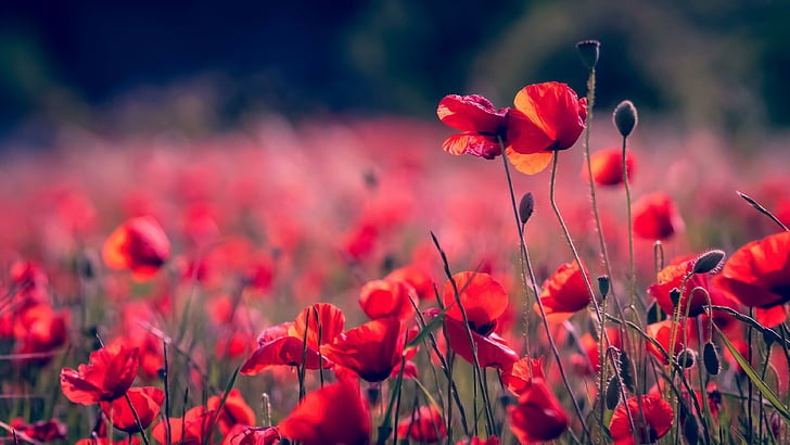 Poppy Photos Download The BEST Free Poppy Stock Photos  HD Images