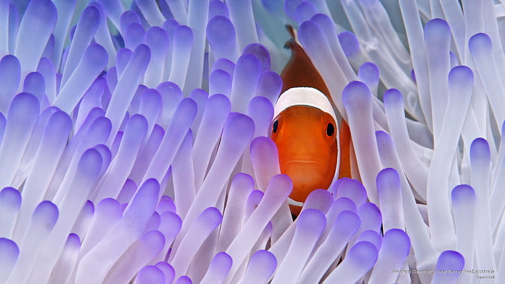 Western Clownfish, Great Barrier Reef, Australia, Ocean Life, HD wallpaper