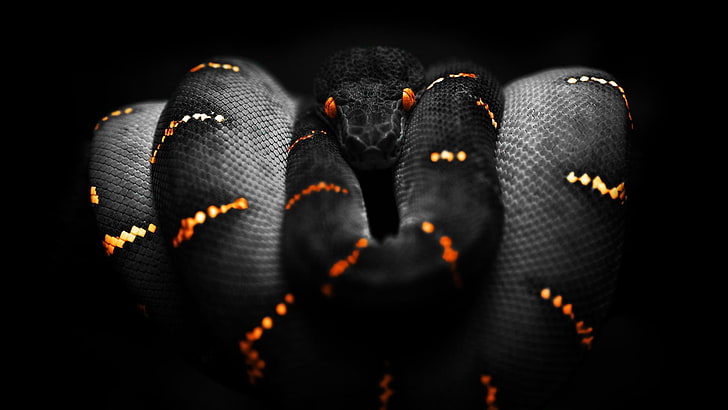 black and red snake, orange, selective coloring, Boa constrictor