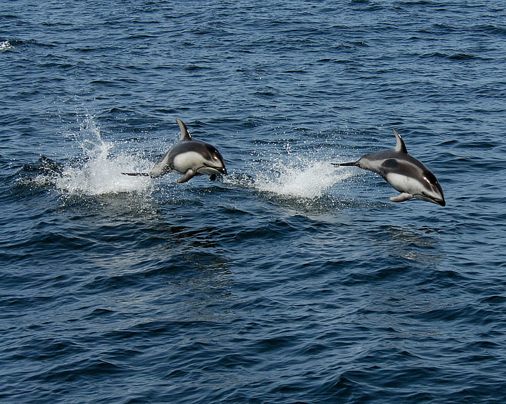 two black-and-gray dolphins jumping over body of water, ocean