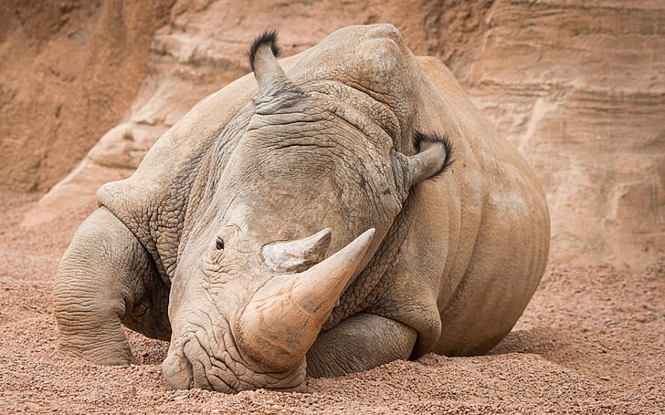 Rhino Rhinoceros HD, animals, HD wallpaper