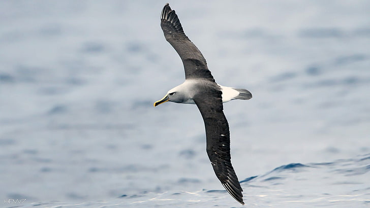 Albatross, bird, birds, Seabird, animals in the wild, animal wildlife, HD wallpaper