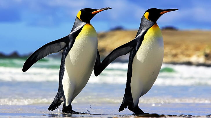 Penguin pictures 1080P, 2K, 4K, 5K HD wallpapers free download | Wallpaper  Flare