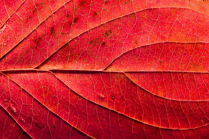 red, macro, leaves
