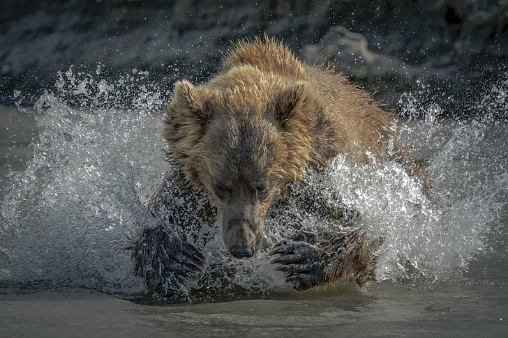 brown bear, bears, nature, animals, water, water splash, water drops