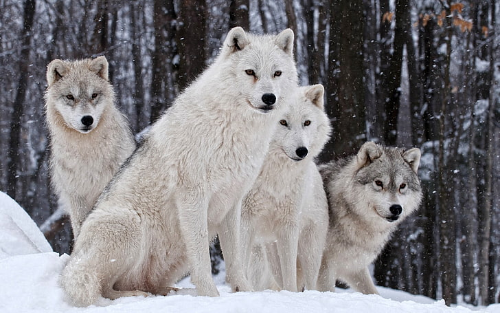 four white and gray wolves, wolf, wildlife, animals, snow, group of animals, HD wallpaper