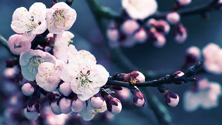 flowers, branch, plants, cherry blossom, flowering plant, freshness, HD wallpaper