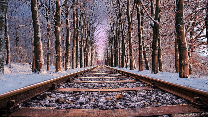 track, nature, snow, winter, tree