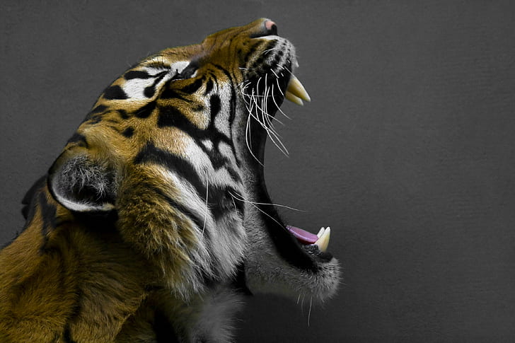 HD wallpaper: photo of Bengal tiger roaring, Hear Me, Prague, Praha, Czech  | Wallpaper Flare