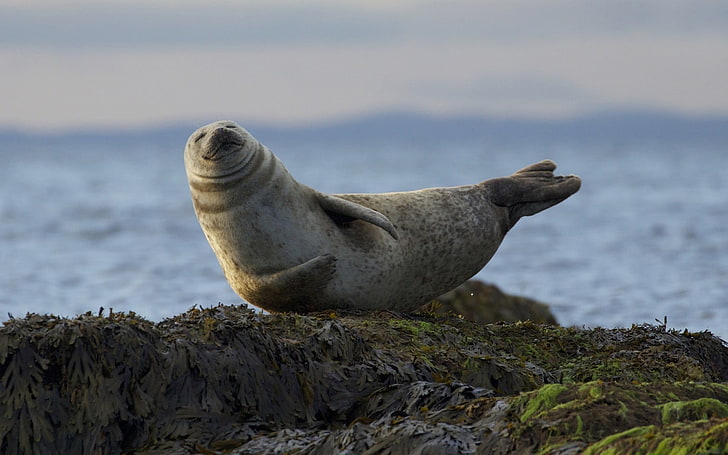 seal on top of gray rock, seals, animals, animal wildlife, animal themes, HD wallpaper
