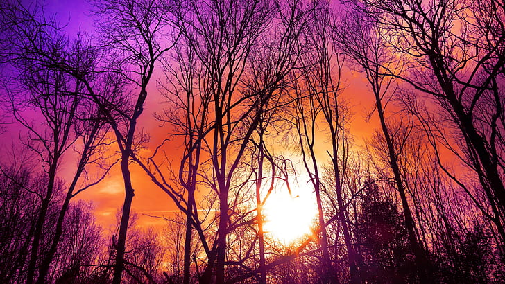 purplish sunset, purple sunset, purple sky, low angle view, HD wallpaper