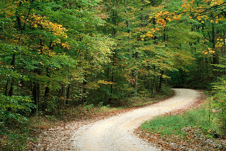 Road Through Woods, road between trees photo, outdoors, 3d and abstract, HD wallpaper