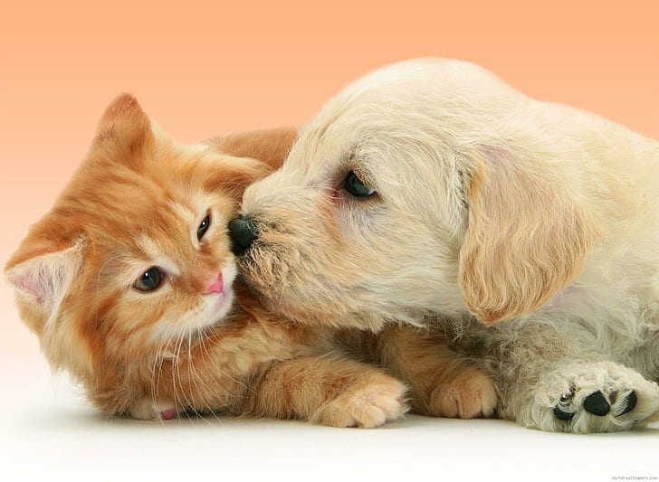 Puppy Dog kissing cat, cat and dog, animal, fun, HD wallpaper