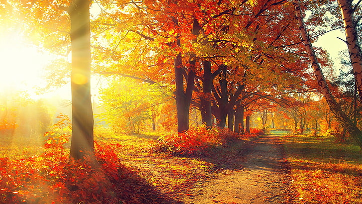 sunbeam, autumn, leaves, pathway, forest, deciduous, grove, HD wallpaper