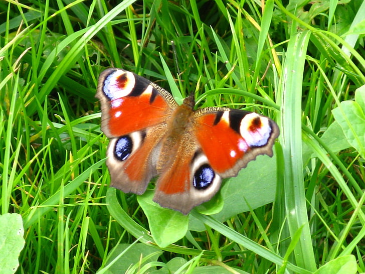 HD wallpaper: landscapes nature butterfly 1599x1200 Animals Butterflies ...