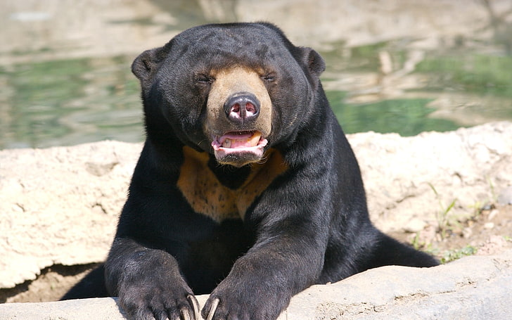 black bear, breed, nose, face, animal, mammal, wildlife, nature, HD wallpaper