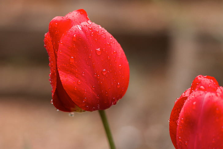 red flower with water drops, tulips, tulips, Wet, nature, plant, HD wallpaper