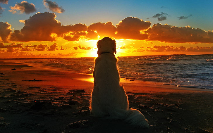 long-coated white dog, silhouette of dog standing near seashore