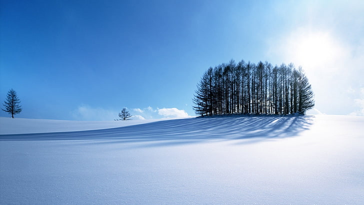 HD wallpaper: trees and snow terrain wallpaper, winter, nature, cold  temperature | Wallpaper Flare