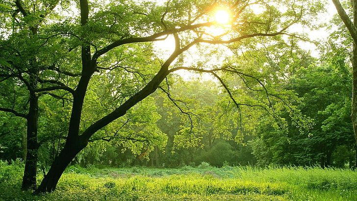 green trees, sunlight, nature, plant, beauty in nature, tranquility, HD wallpaper