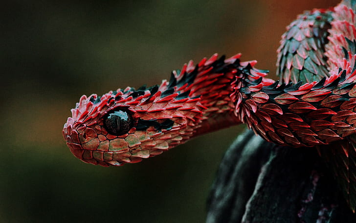 animals, Lizard scales, reptiles, snake, red, vipers, dragon snake, HD wallpaper