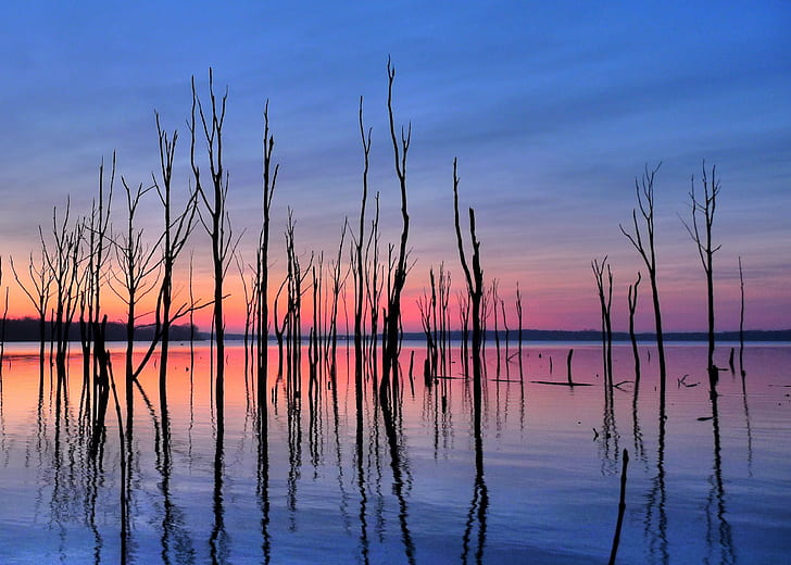 black twigs on body of water, sunrise, new  jersey, nj, monmouth  county