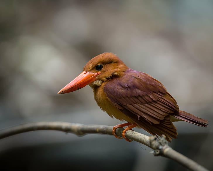tilt lens photography of bird on tree branch, kingfisher, kingfisher, HD wallpaper