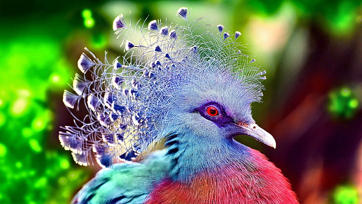 1082x1922px | free download | HD wallpaper: Victoria Crowned Pigeon The Most  Beautiful Birds In The World With The Crown Of The Head Ultra Hd 4k  Wallpapers For Desktop & Mobiles 4584×2579 | Wallpaper Flare