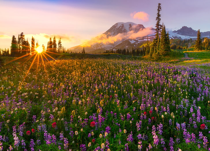 bed of flowers digital wallpaper, the sun, rays, mountains, glade