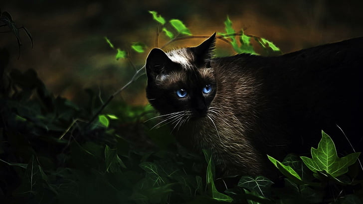 catling, eyes, blue eyes, animals, HD wallpaper