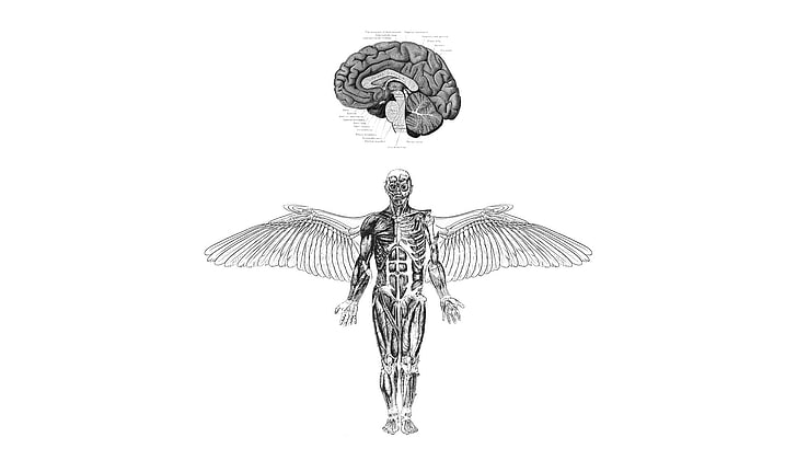 man with wing illustration, anatomy, brain, wings, medicine, representation, HD wallpaper