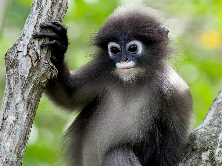 dusky leaf monkey, animal wildlife, animals in the wild, primate
