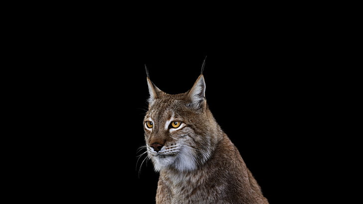 Photography, Mammals, Cat, Lynxes, 2560x1440, HD wallpaper