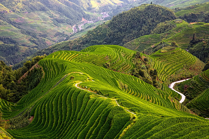 top view of mountain with ridges, asia, agriculture, nature, tea Crop