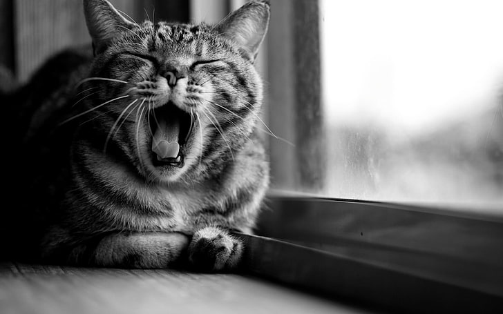 grayscale photo of yawning cat, animals, open mouth, monochrome
