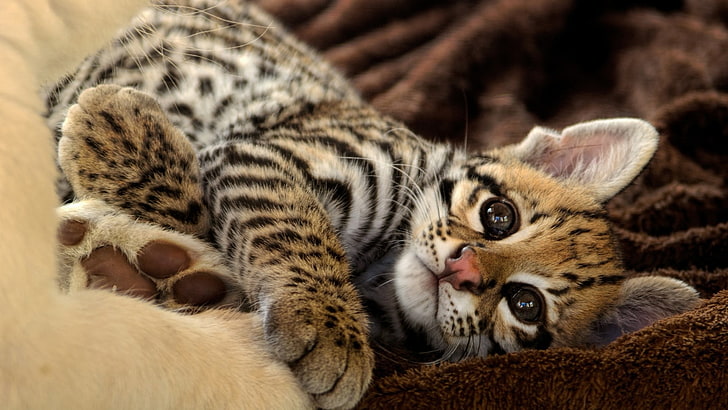 brown and white tiger, animals, feline, baby animals, leopard (animal), HD wallpaper