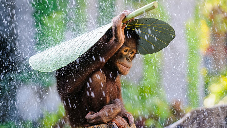 monkey using green leaf as umbrella while raining photo taken during daytime, HD wallpaper