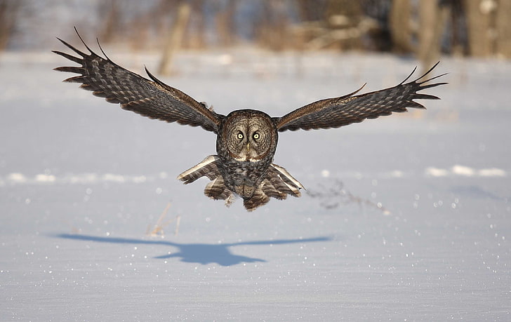 brown and white owl, bird, predator, flight, wings, flap, snow, HD wallpaper
