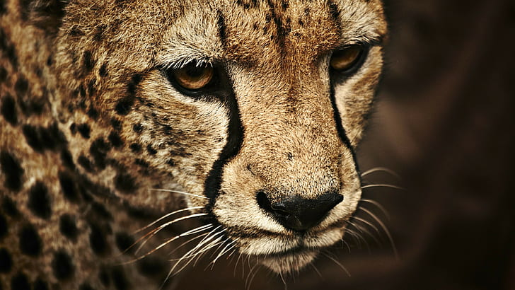 cheetahs, animals, HD wallpaper
