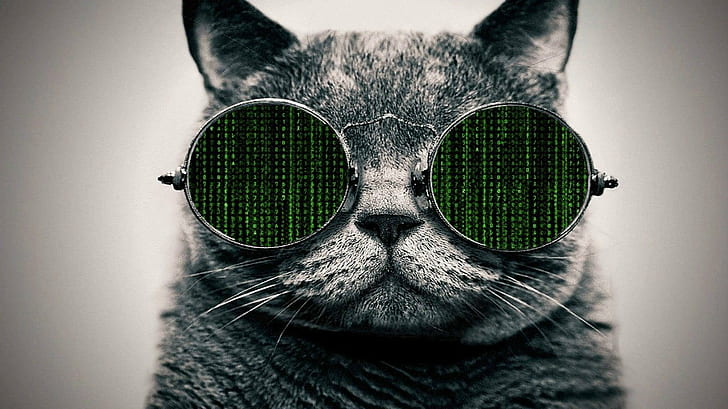 cat, Glasses, The Matrix