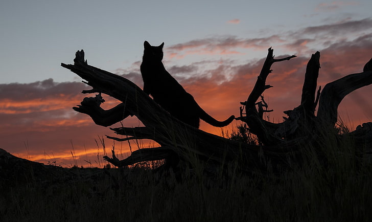 animals, clouds, nature, wild cat, silhouette, sunset, sky